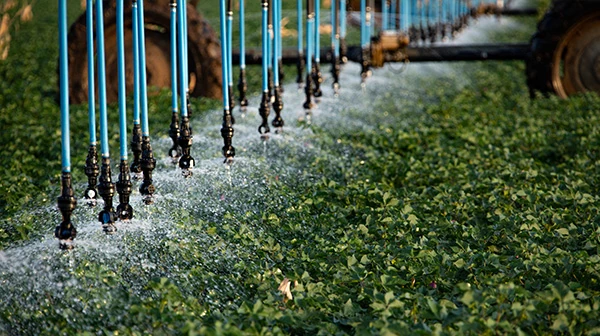 Growing cotton with Nelson Irrigation's Bubble Wide low pressure sprinkler