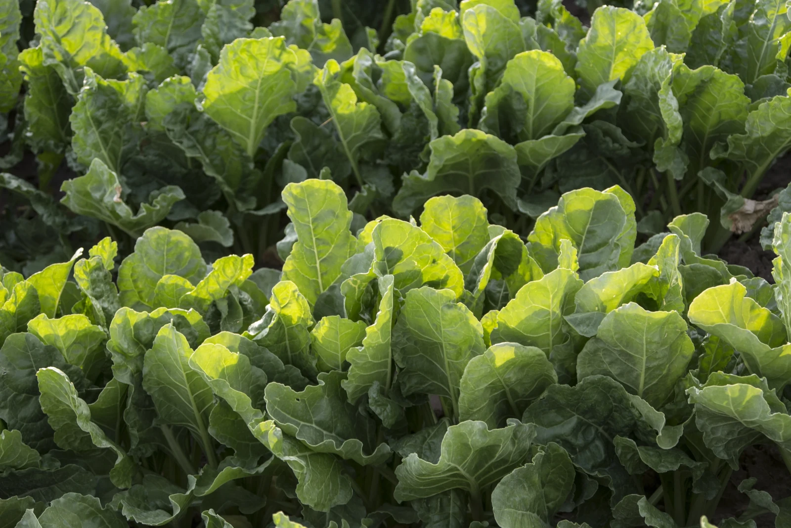 Nelson sugar beets sprinkler irrigation system for farms