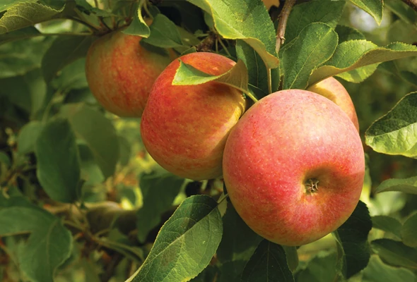 Cooling can enhance the color of apples.