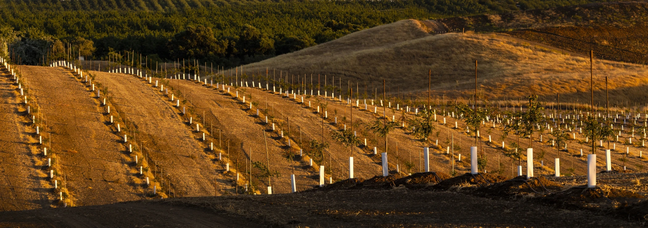 Drip Irrigation