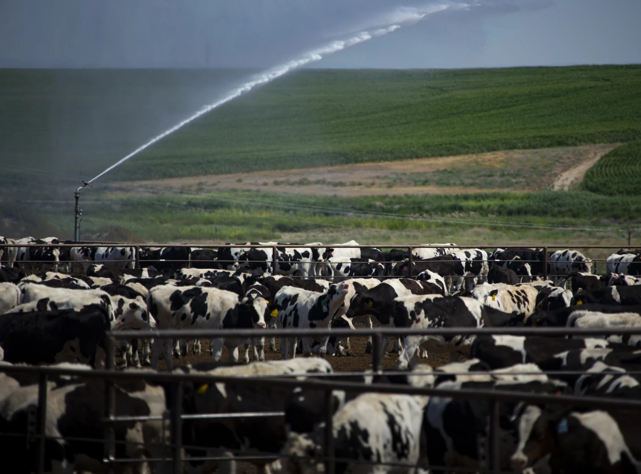 Feedlot Dust Suppression & Cooling