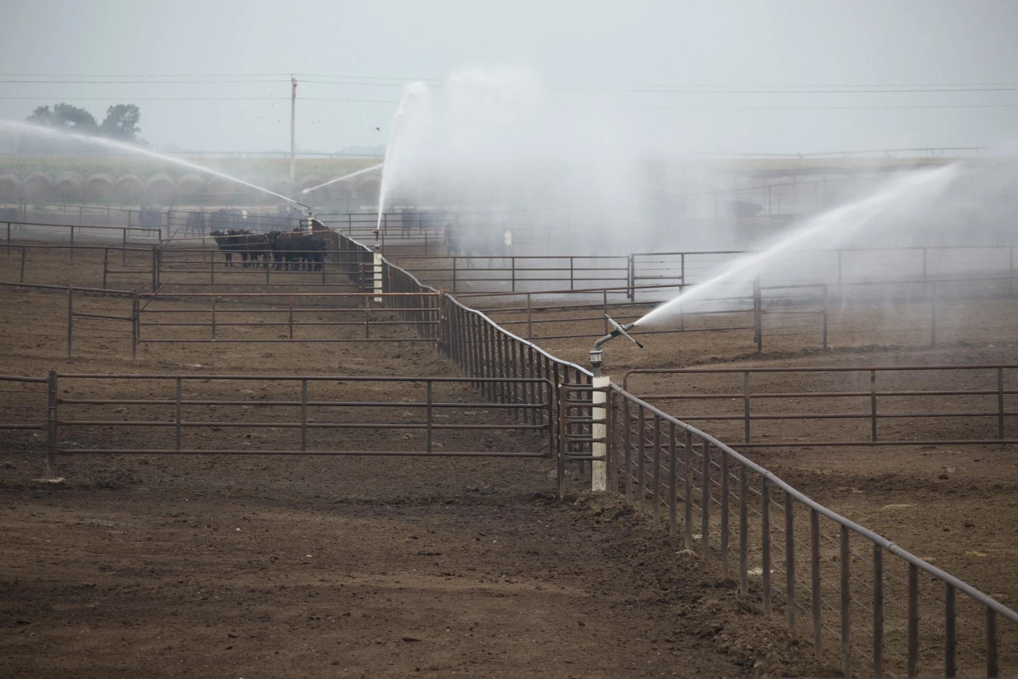 Automated solid set Big Gun Sprinklers maintain optimal feedlot conditions.