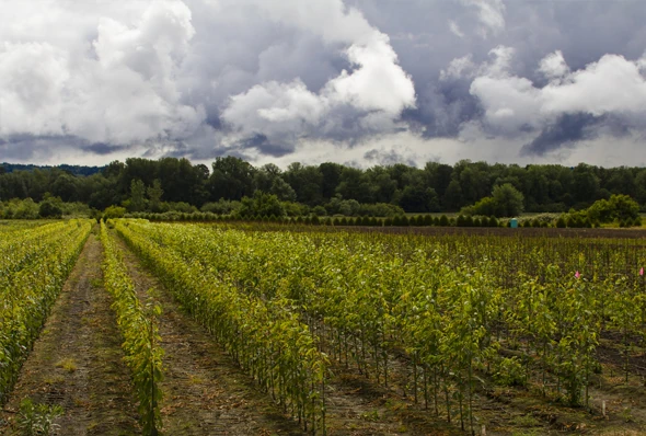 Staked liner trees in the Willamette Valley, Oregon.