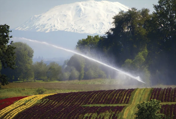 Big Gun® Sprinkler irrigating nursery stock with Mt. Hood in the background.