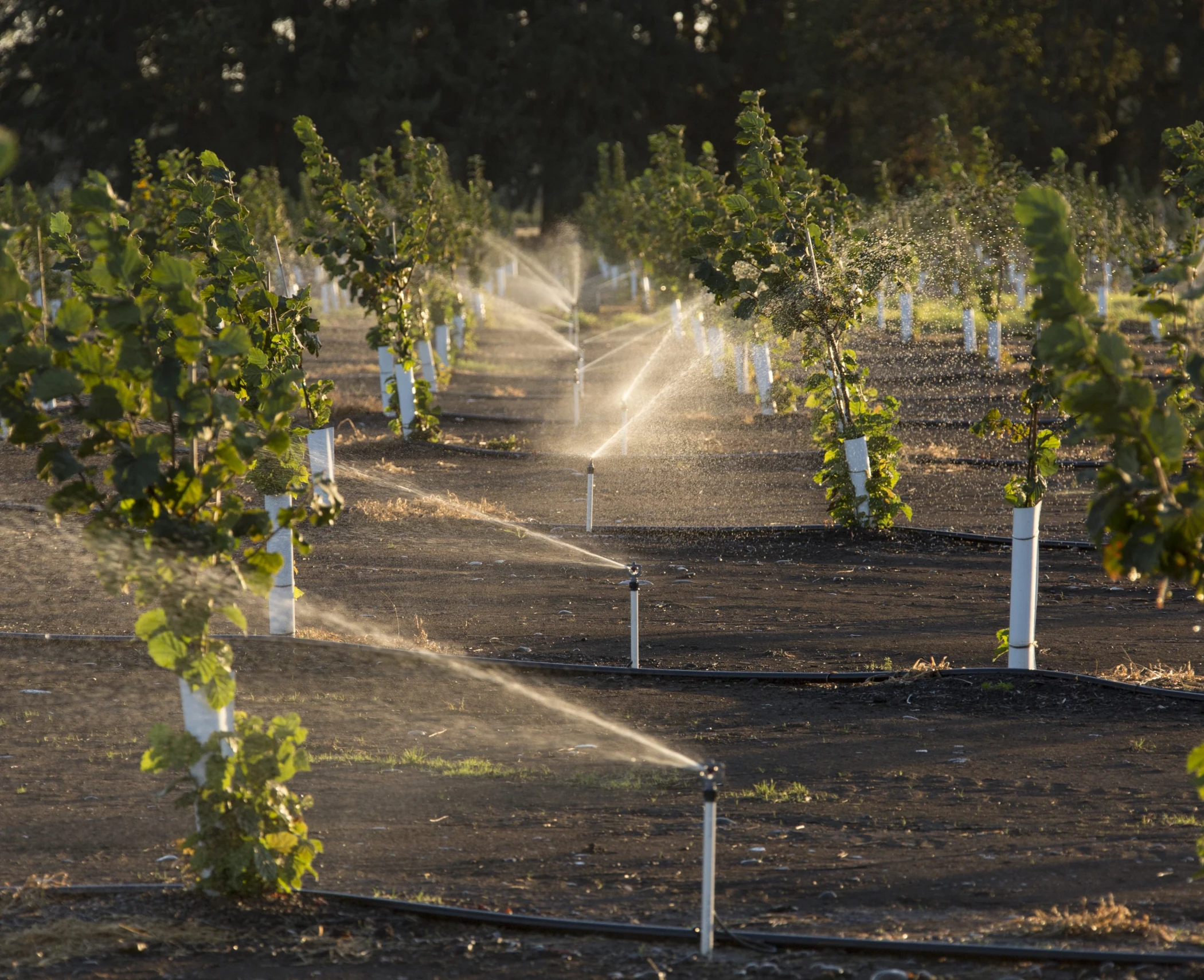 R10T Rotator® Sprinkler irrigating hazelnuts in the Willamette Valley, Oregon.