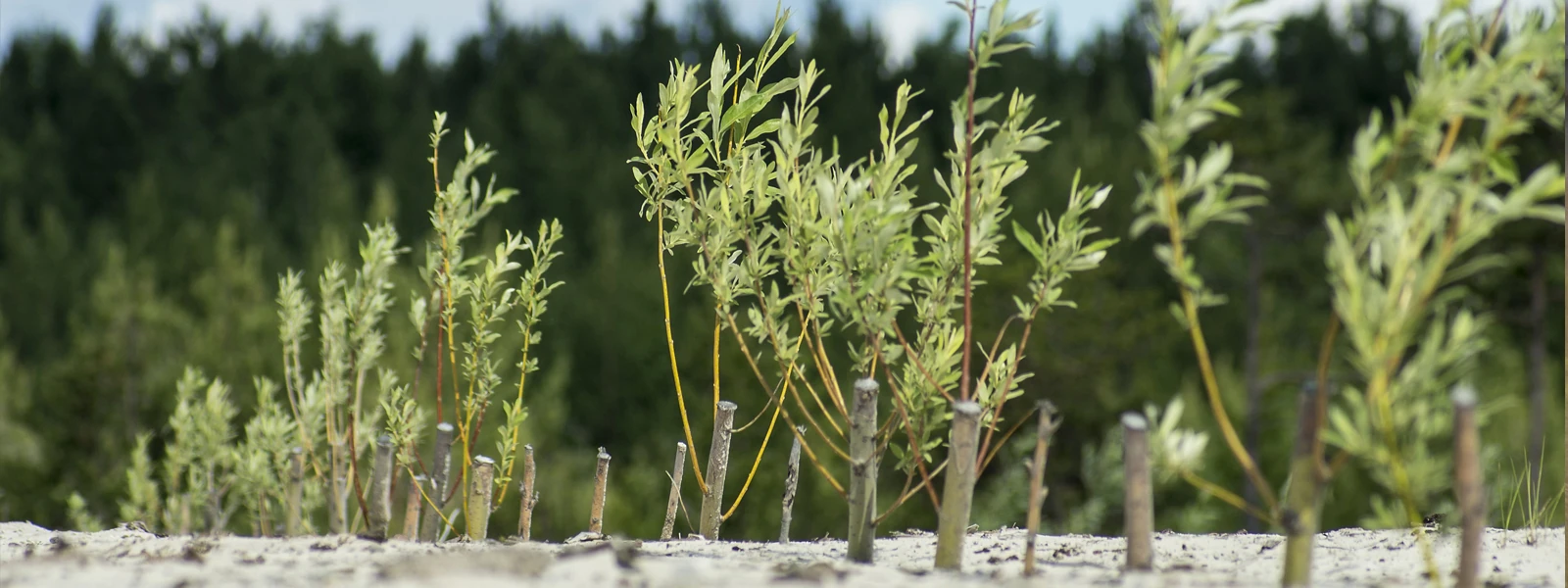 Revegetation