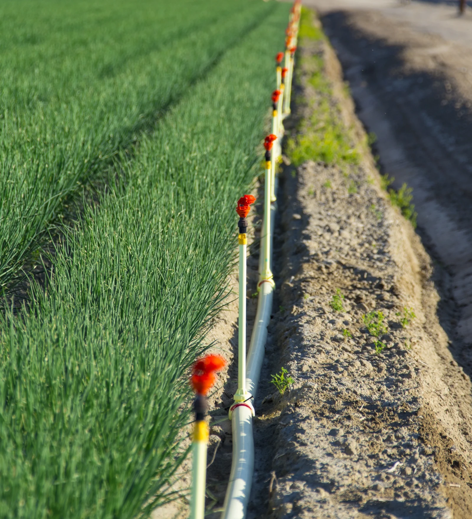 PC-R2000WF with included road guard along the edge of a carrot crop.